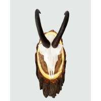 Lesen Skullstore GmbH Bewertungen